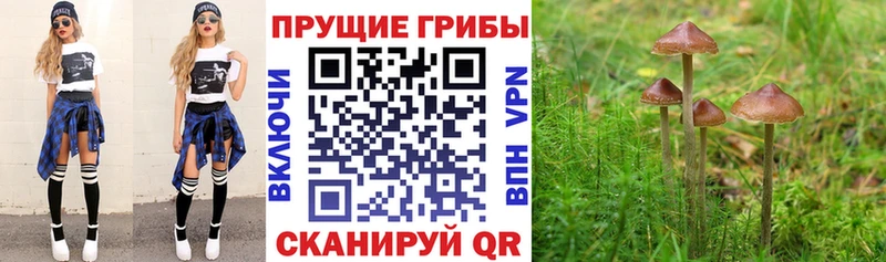 Купить закладки  Нижнеудинск  Галлюциногенные грибы прущие грибы 
